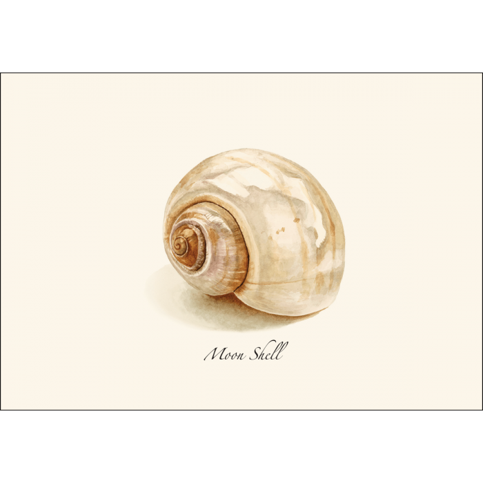 Moon Shell Notecards