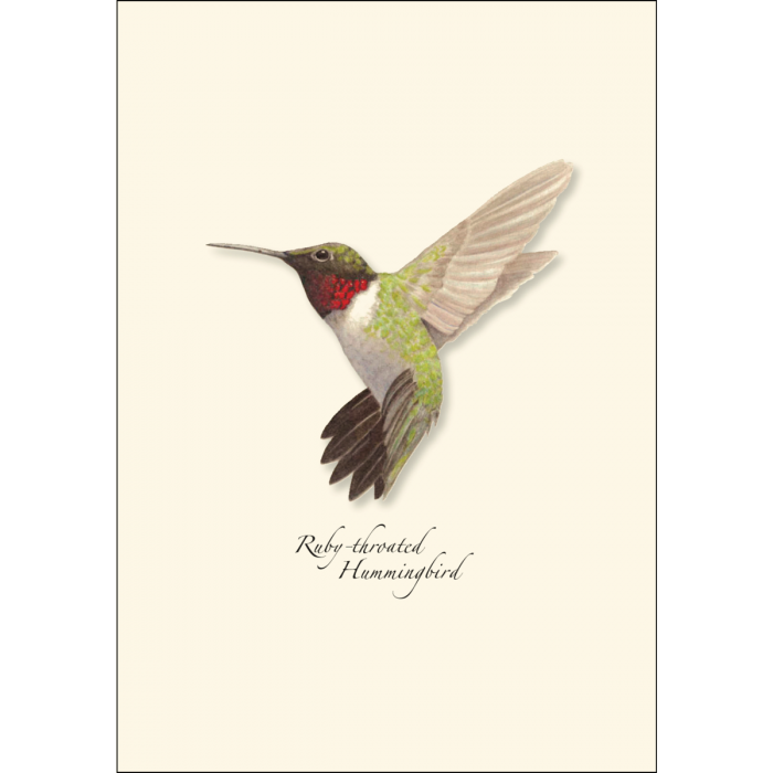 Ruby-throated Hummingbird Notecards