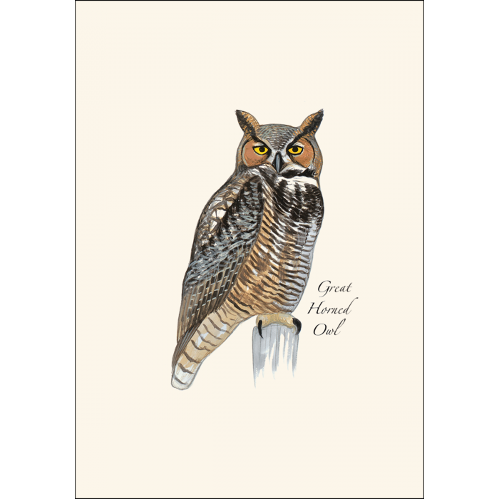 Sibley Owl Notecards Assortment