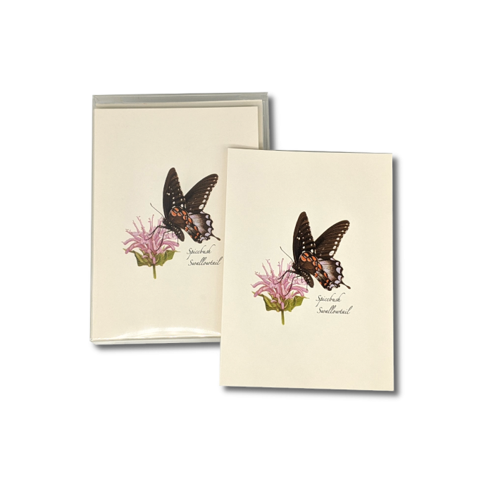 Spicebush Swallowail Butterfly Notecards