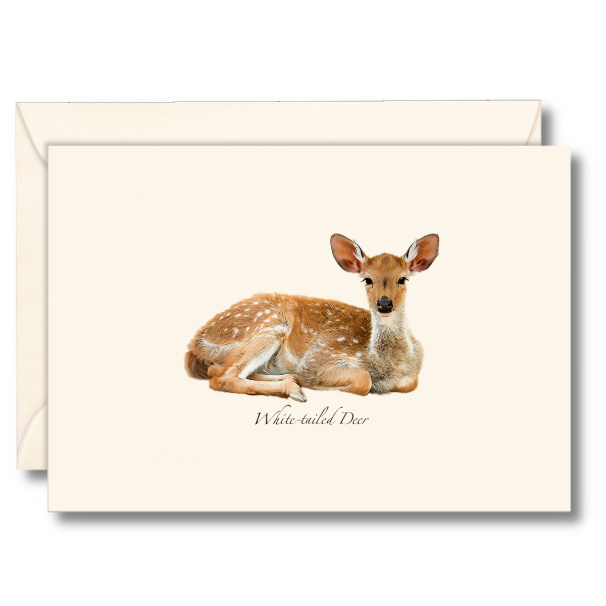 White-tailed Deer Notecards
