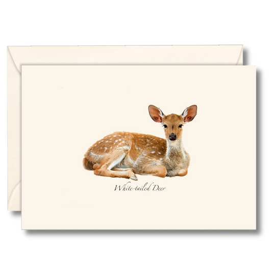 White-tailed Deer Notecards