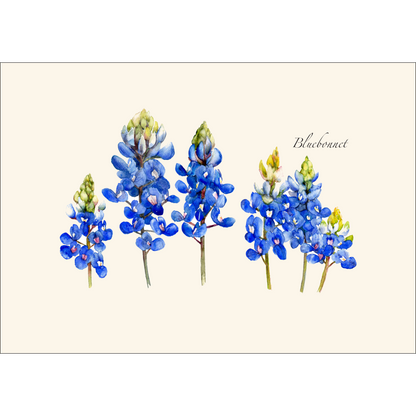 Bluebonnet Notecard Set