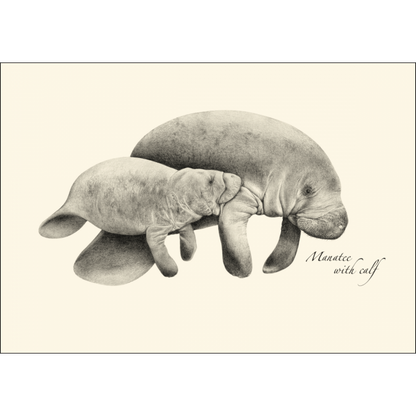 Manatees Nnotecards