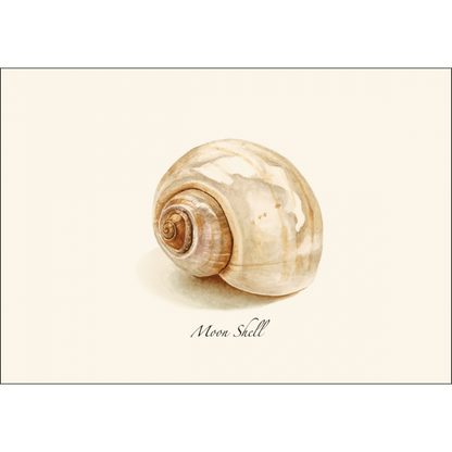 Moon Shell Notecards
