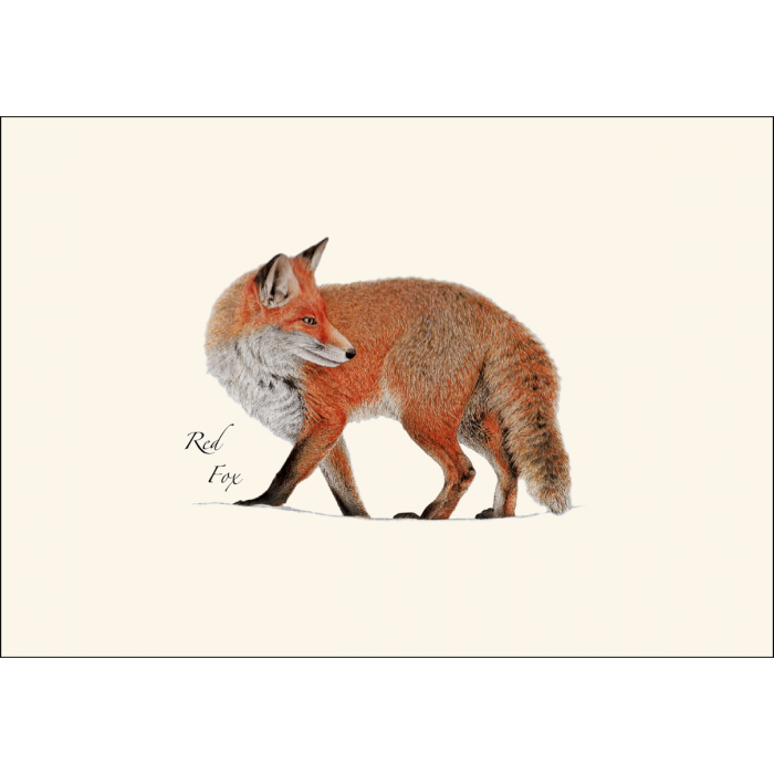 Red Fox Notecards
