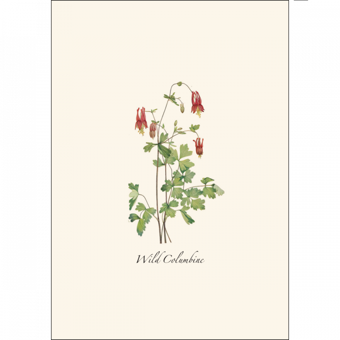 Meadow Wildflower Notecards