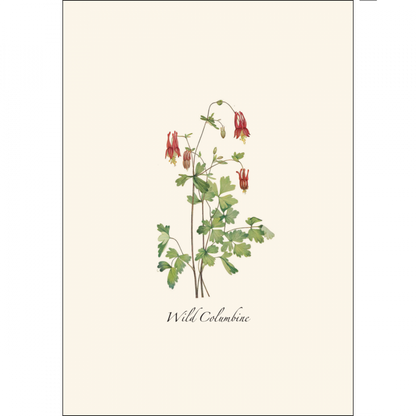 Meadow Wildflower Notecards