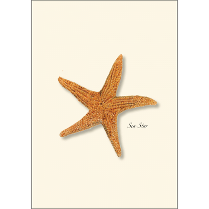 Sea Star Assorted Notecard Set