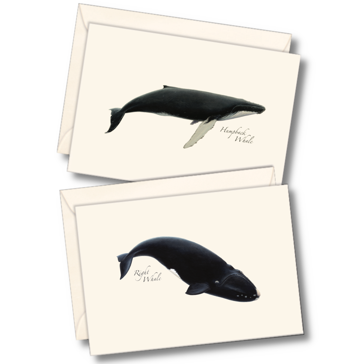 Whales Notecards