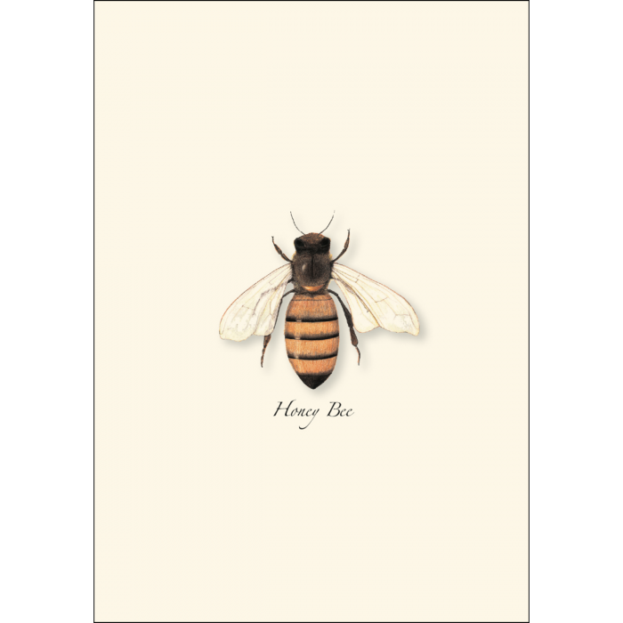 Honey Bee Notecards