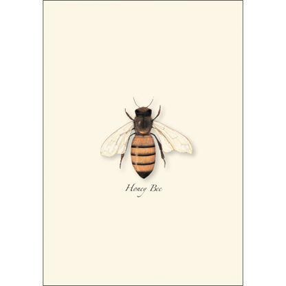 Honey Bee Notecards