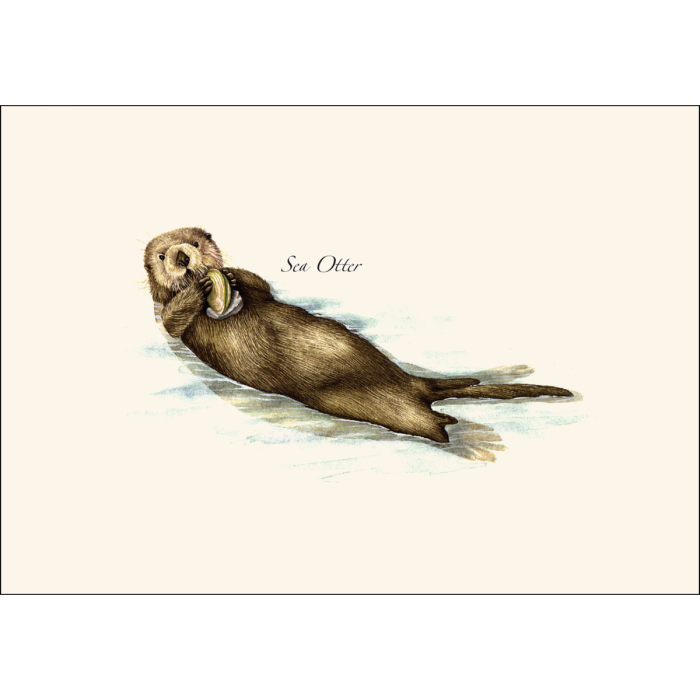 Sea Otter Notecards