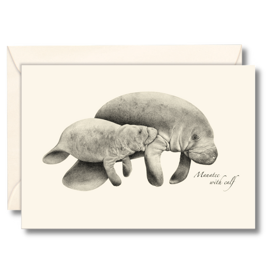 Manatees Nnotecards