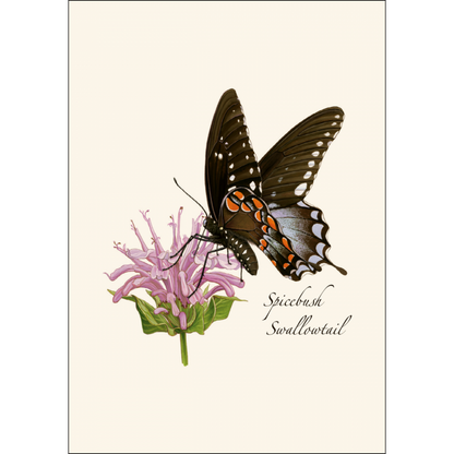 Spicebush Swallowail Butterfly Notecards