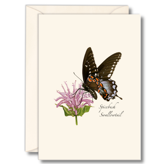 Spicebush Swallowail Butterfly Notecards