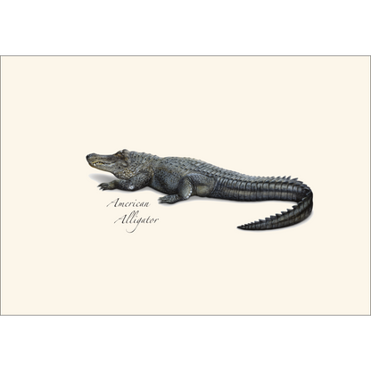 Alligator Notecard Set