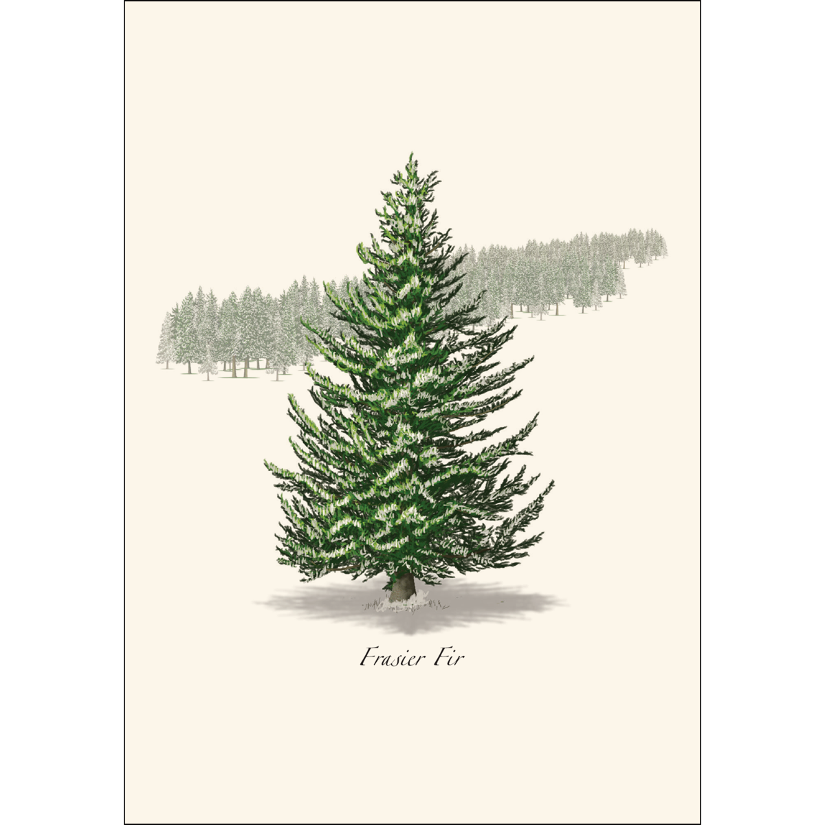 Frasier Fir Notecards