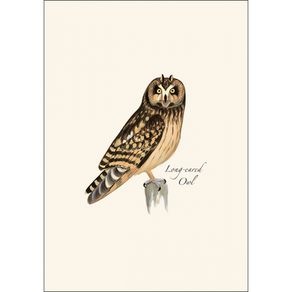 Sibley Owl Notecards Assortment