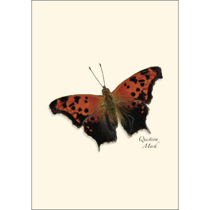 Butterfly Assortment Notecard Set