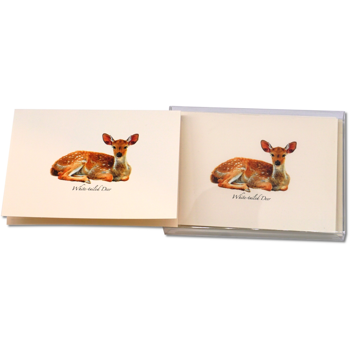White-tailed Deer Notecards
