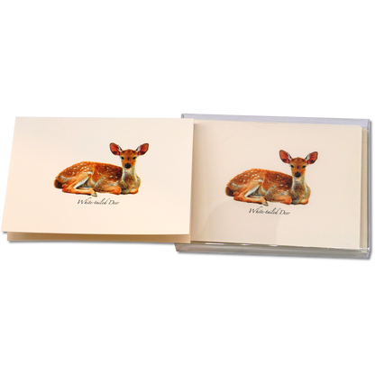 White-tailed Deer Notecards