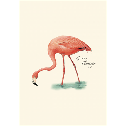 Flamingo Notecards