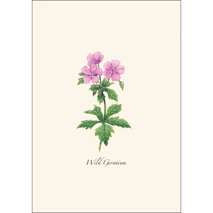 Meadow Wildflower Notecards