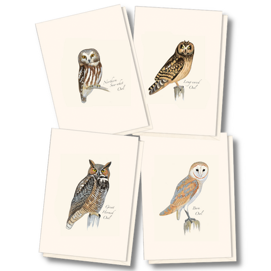 Sibley Owl Notecards Assortment