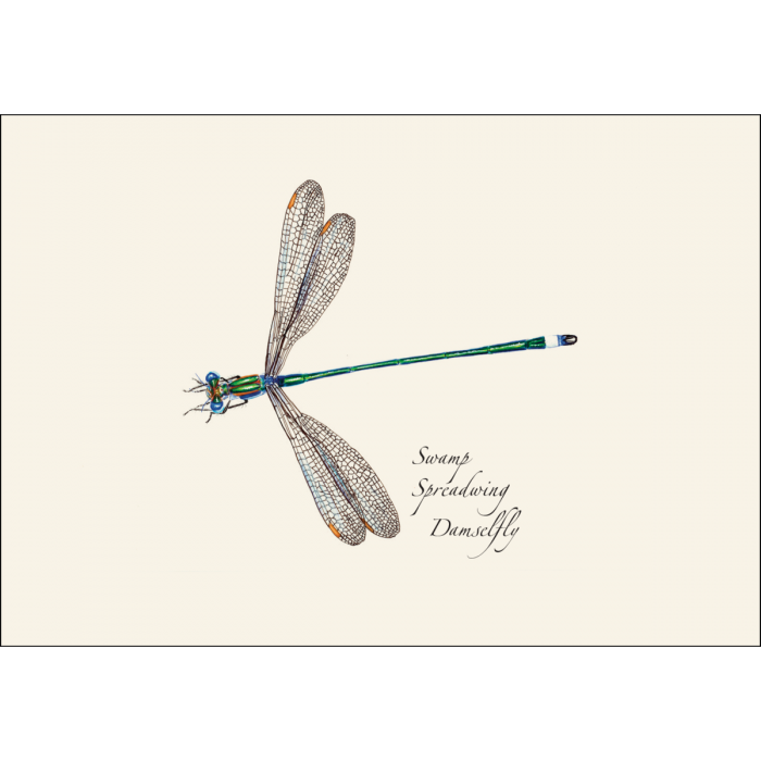 Damselfly & Dragonfly Assortment II Notecard Set