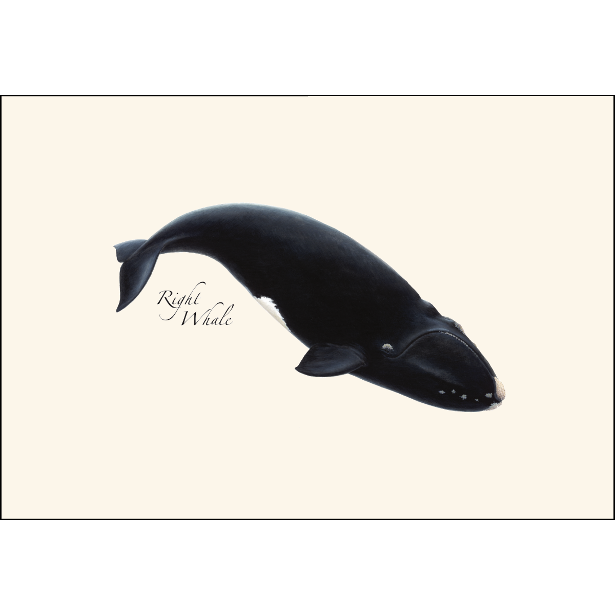 Whales Notecards