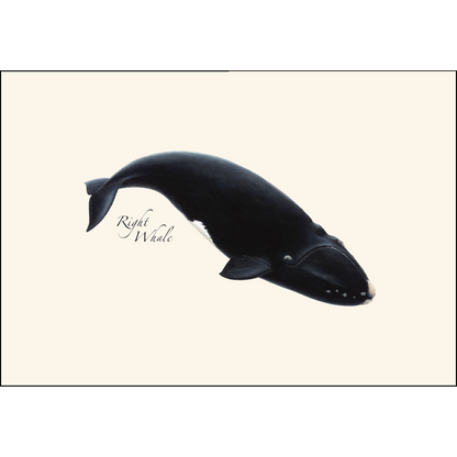 Whales Notecards