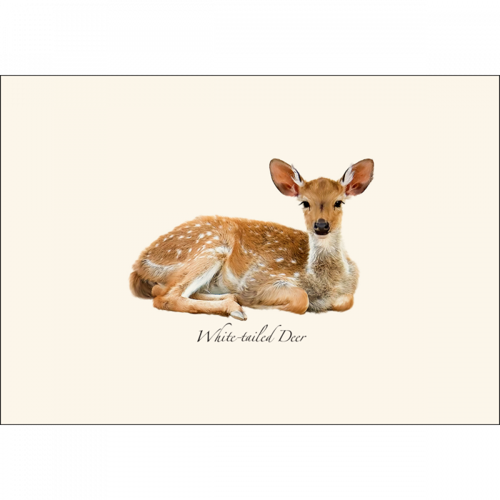 White-tailed Deer Notecards