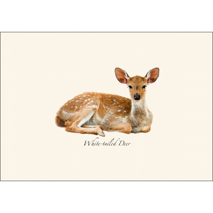 White-tailed Deer Notecards