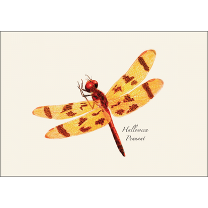 Damselfly & Dragonfly Assortment II Notecard Set