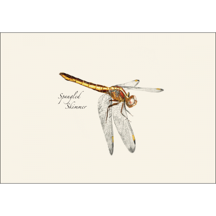 Damselfly & Dragonfly Assortment II Notecard Set