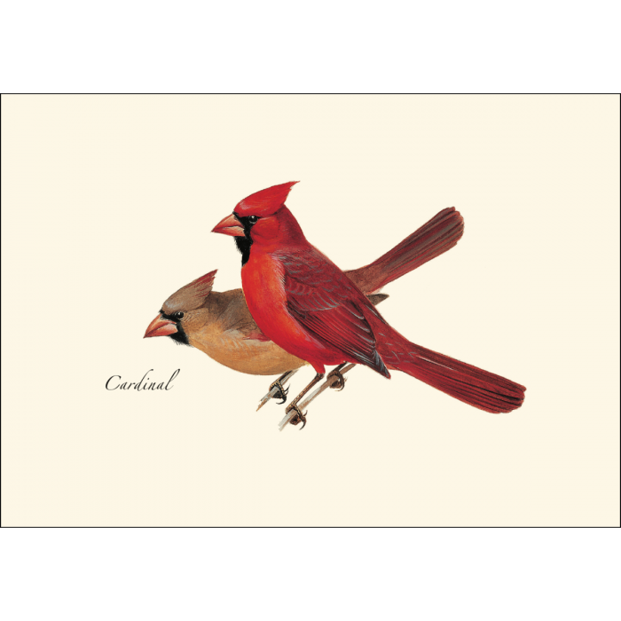 Cardinal Notecard Set, Illustrated by Roger Tory Peterson