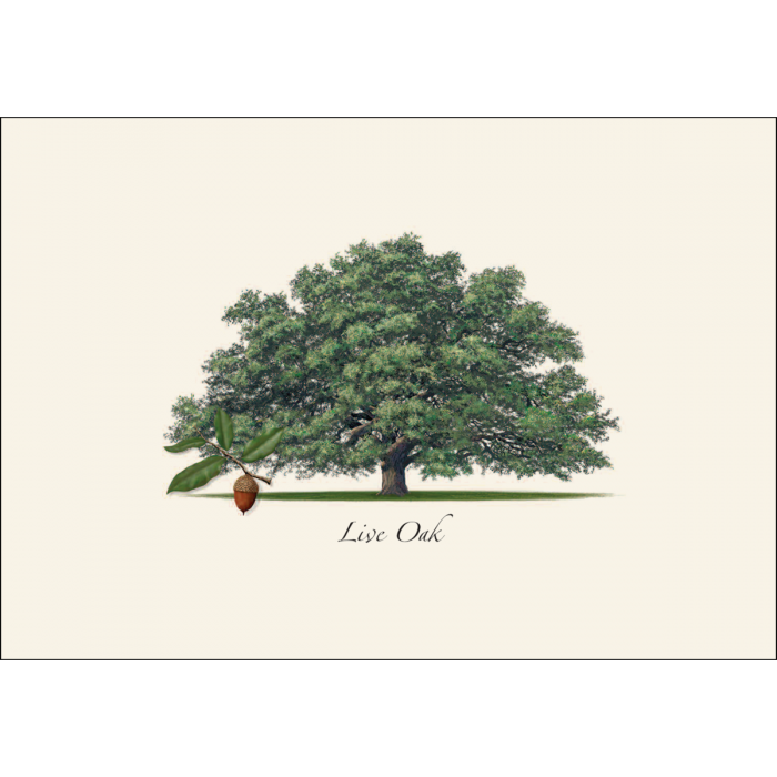 Live Oak Trees Notecards