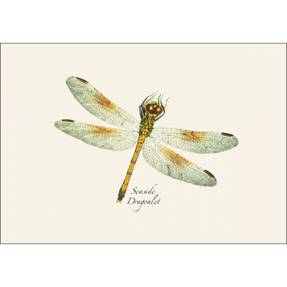 Damselfly & Dragonfly Assortment II Notecard Set