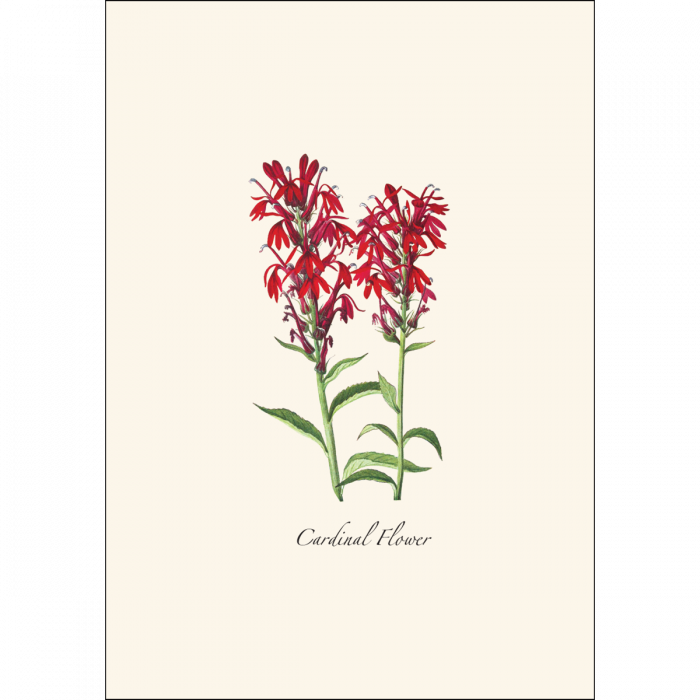 Meadow Wildflower Notecards