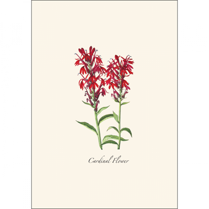 Meadow Wildflower Notecards