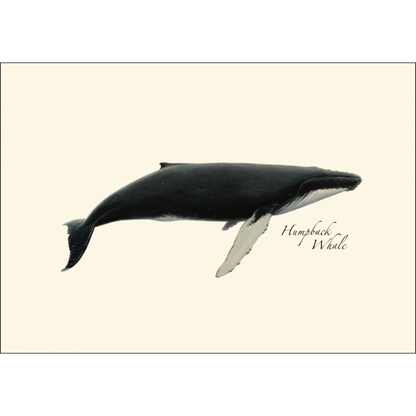 Whales Notecards