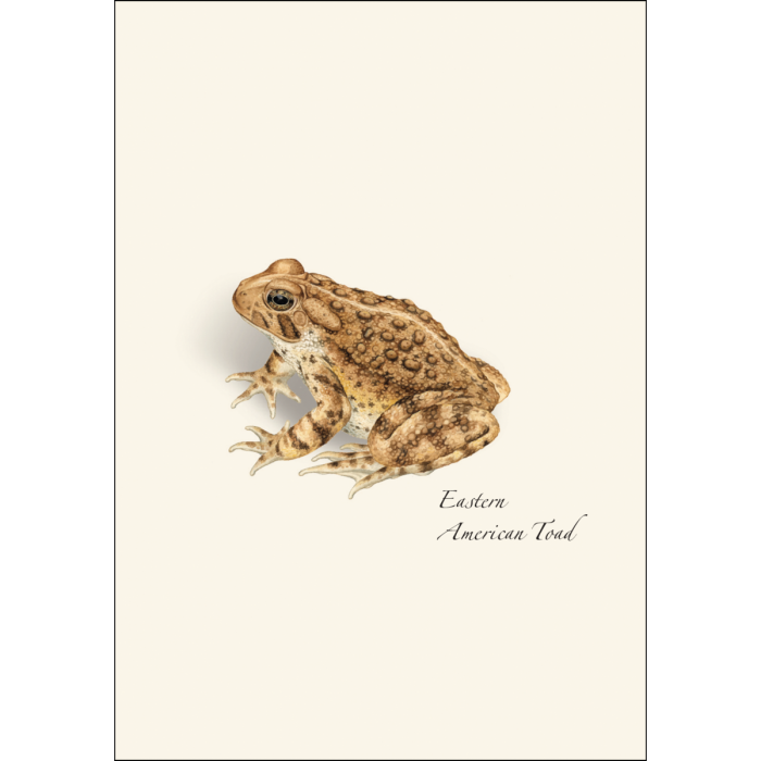 Frog & Toad Notecards