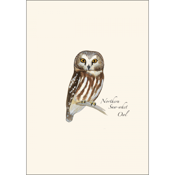 Sibley Owl Notecards Assortment