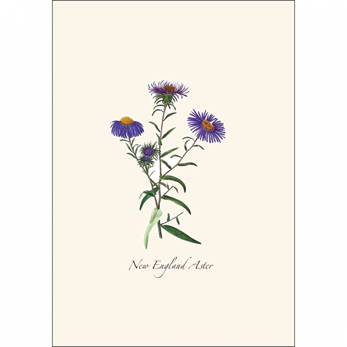 Meadow Wildflower Notecards