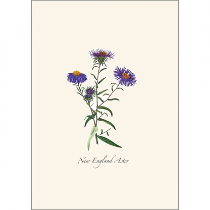 Meadow Wildflower Notecards