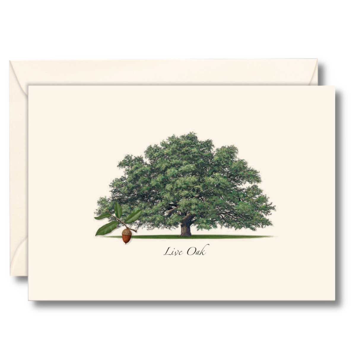 Live Oak Trees Notecards