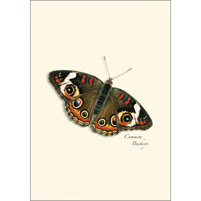 Butterfly Assortment Notecard Set