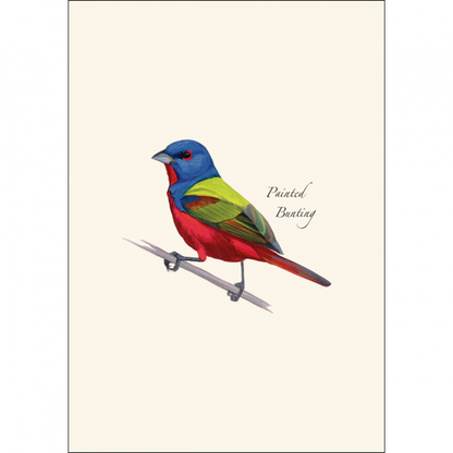 Painted Bunting Notecards