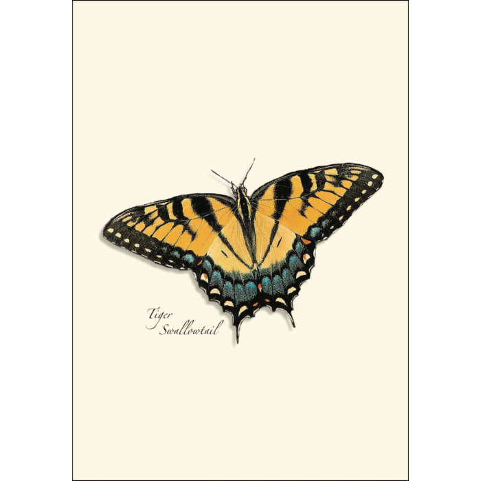 Butterfly Assortment Notecard Set